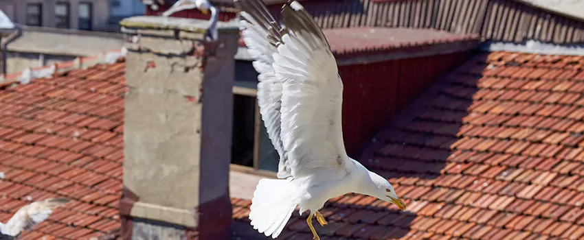 Residential Chimney Animal Removal Solution in Crofton, MD