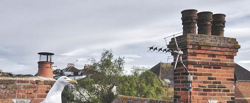 Chimney Cleaning And Restoration in Crofton, Maryland
